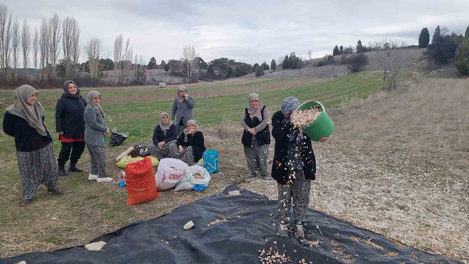 Domaniç’te ata tohumu sarımsak için harekete geçildi