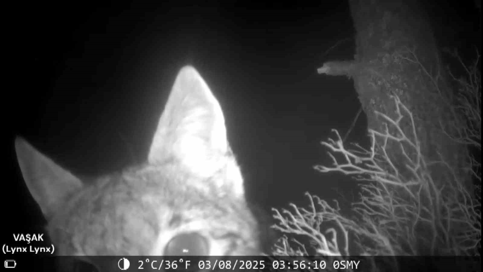 Nevşehir’de ‘vaşak’ foto kapana yakalandı