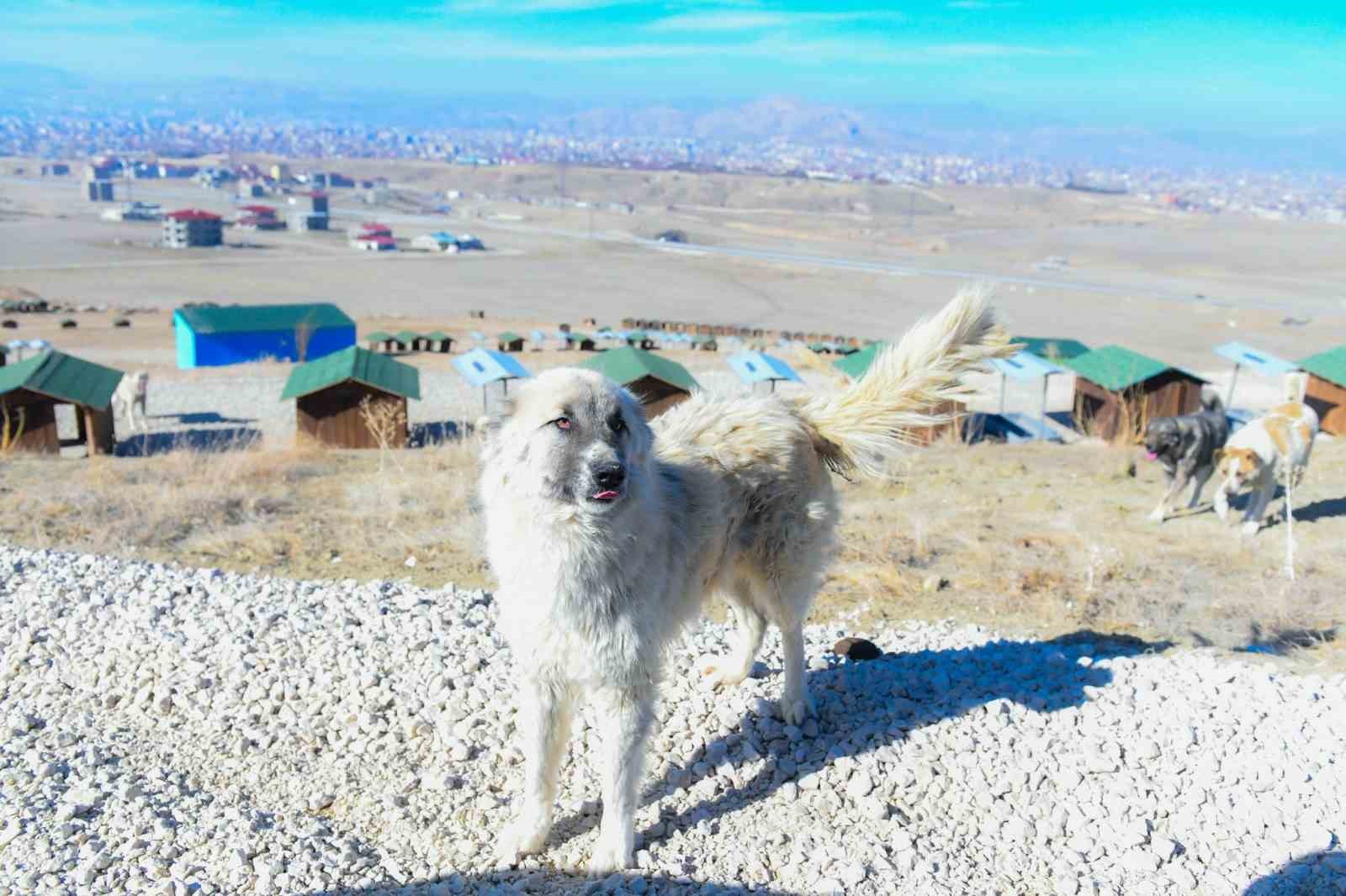 Van&rsquo;da doğal yaşam alanı sahipsiz hayvanların evi oldu
