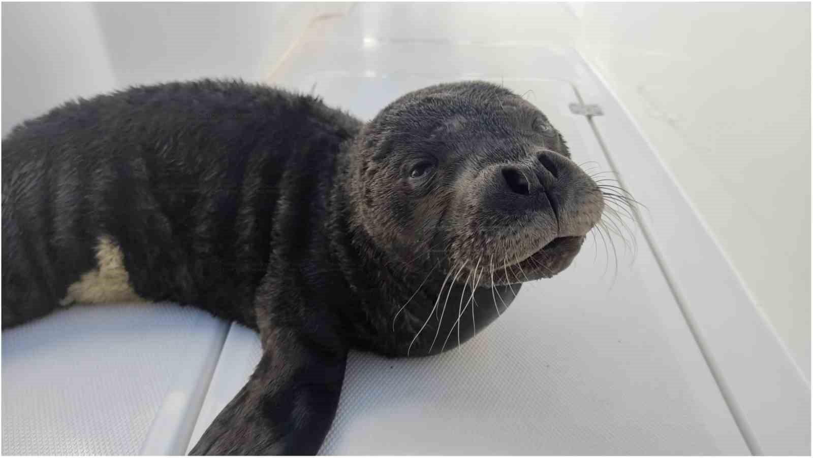 Yavru Akdeniz foku Eskişehir’de hayata tutundu