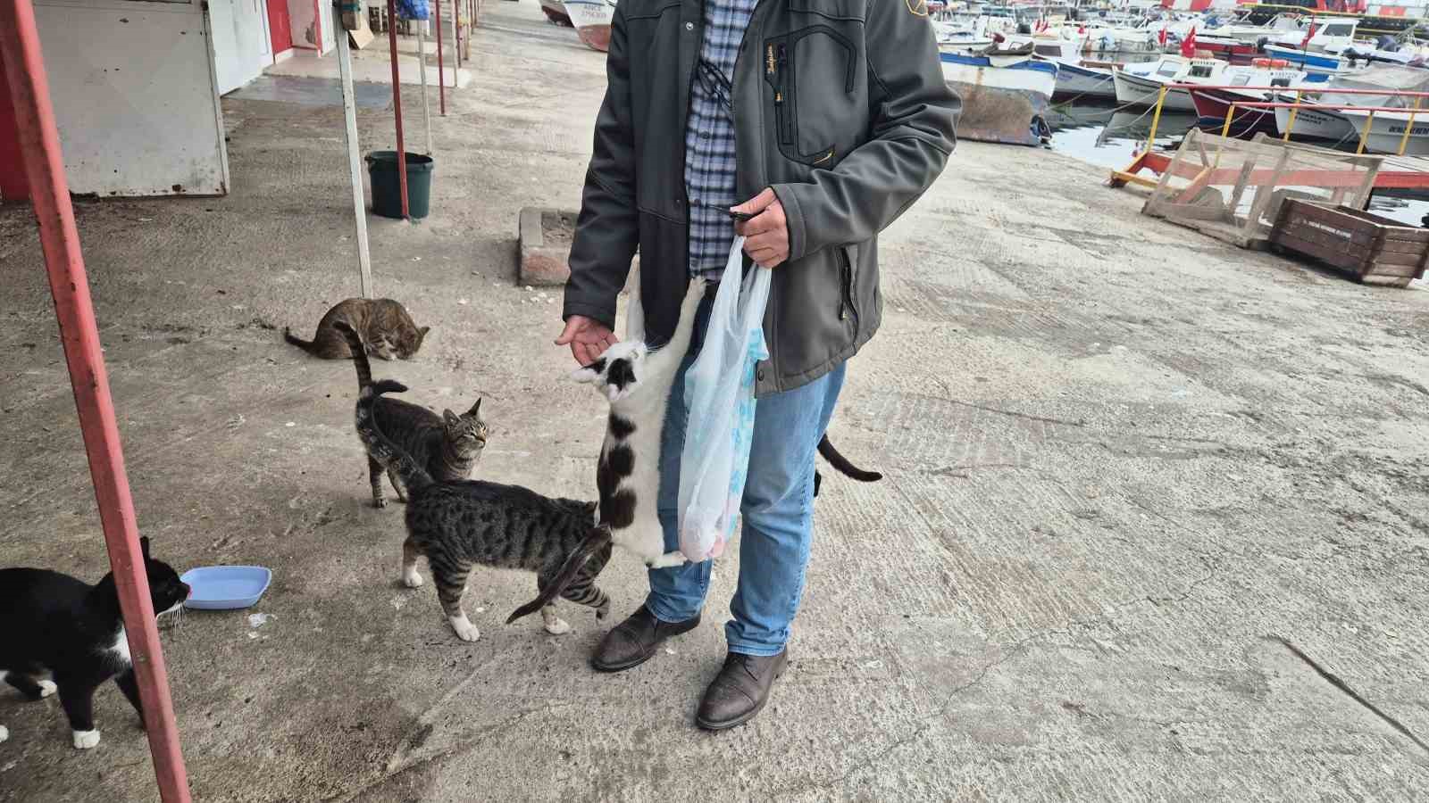 Limanın patili bek&ccedil;ileri: Onlarcası sabah balık&ccedil;ıları bekliyor
