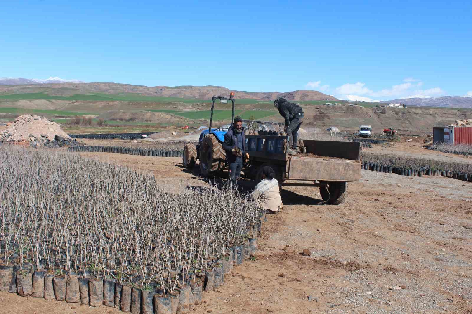 Siirt&rsquo;te yetiştirilen fidanlar b&ouml;lgenin fıstık ihtiyacını karşılıyor
