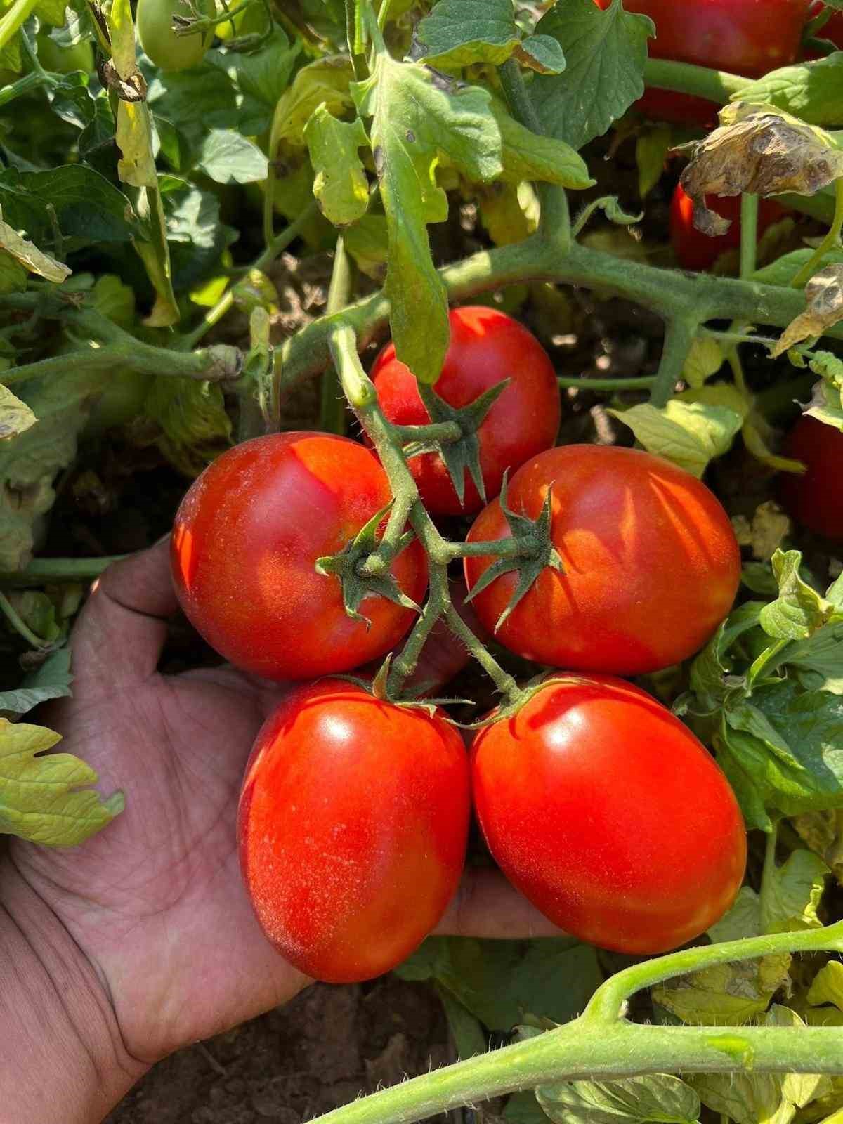 Erzincan çiftçisine hibeli domates fidesi temin edilecek