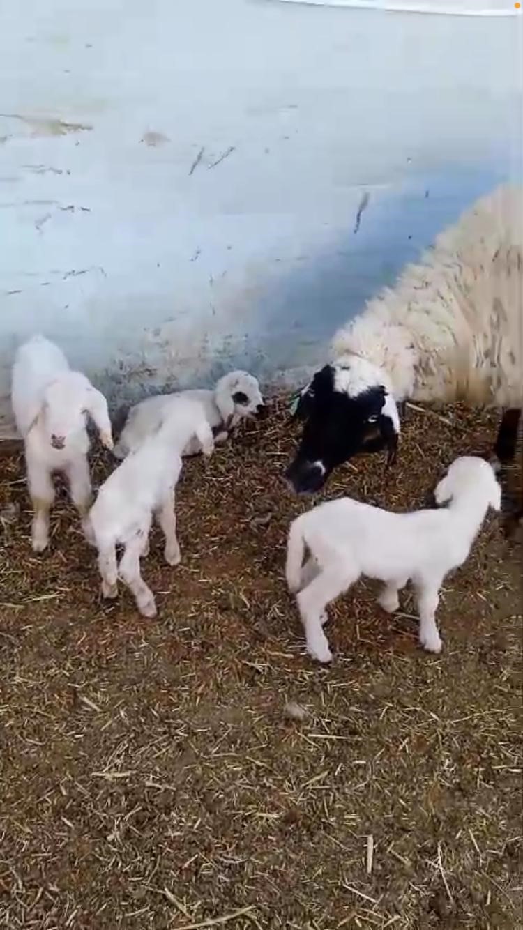 Burdur&rsquo;da bir koyun tek seferde 4 erkek kuzu doğurdu
