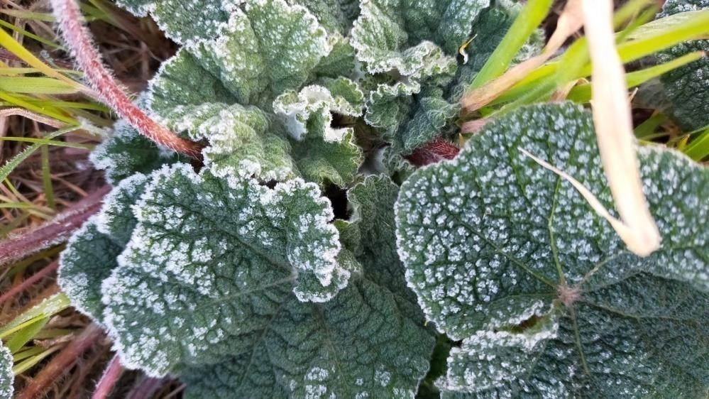 Denizli için zirai don ve fırtına uyarısı verildi