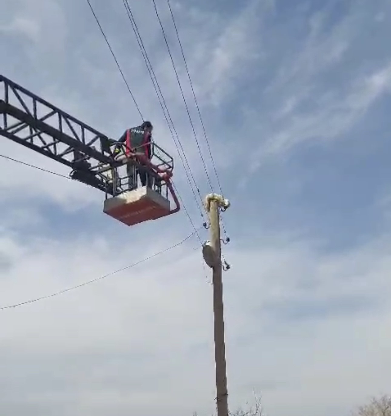 Köpekten kaçıp direğe tırmanan kediyi itfaiye kurtardı