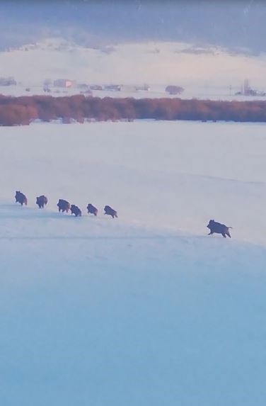 Sürü halinde ilerleyen domuzlar böyle görüntülendi
