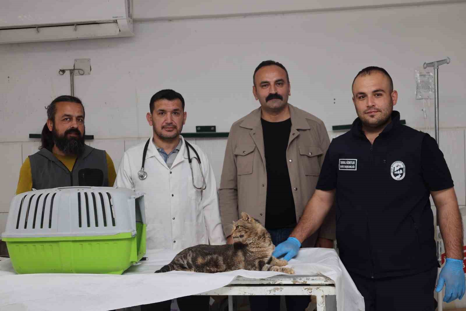 Sosyal medyadan paylaşılan hasta kedi tedavi altına alındı