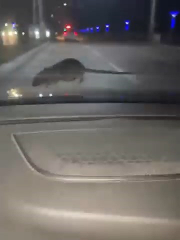 Elazığ’da seyir halindeki otomobilin ön camına ’fare’ kondu