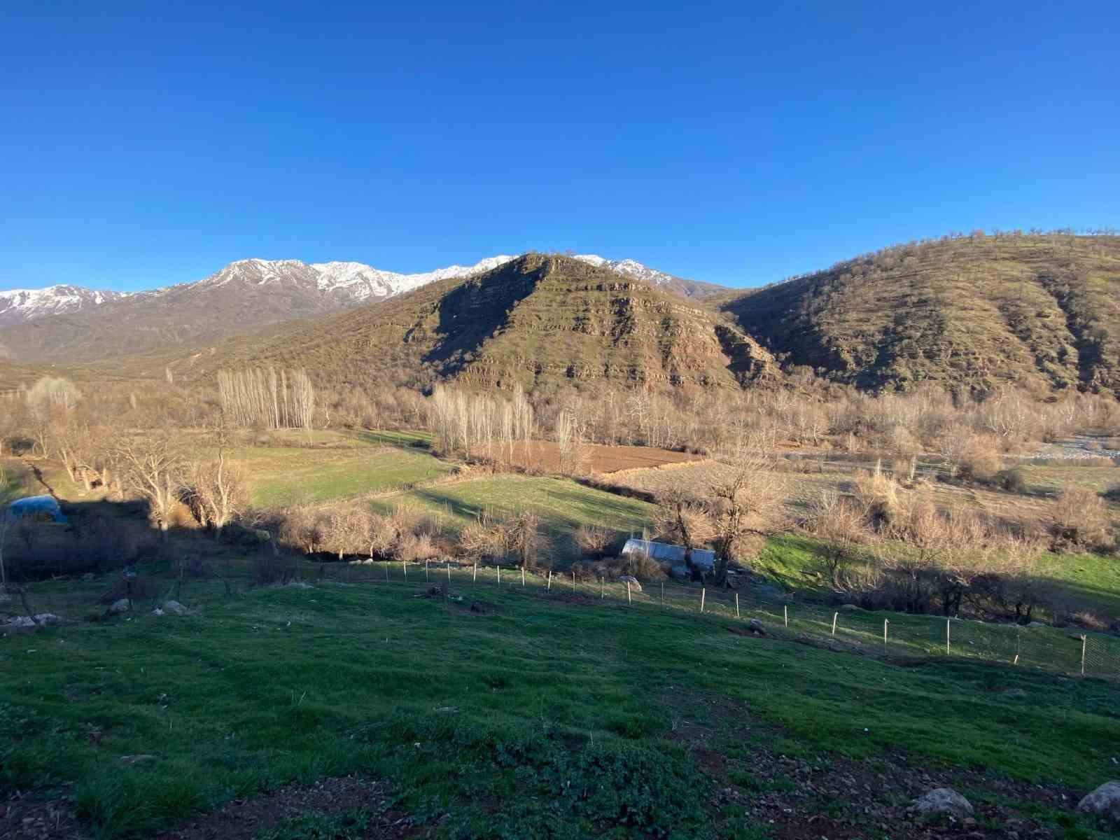 Derecik’te köylülerin başı domuz sürüsü ile dertte