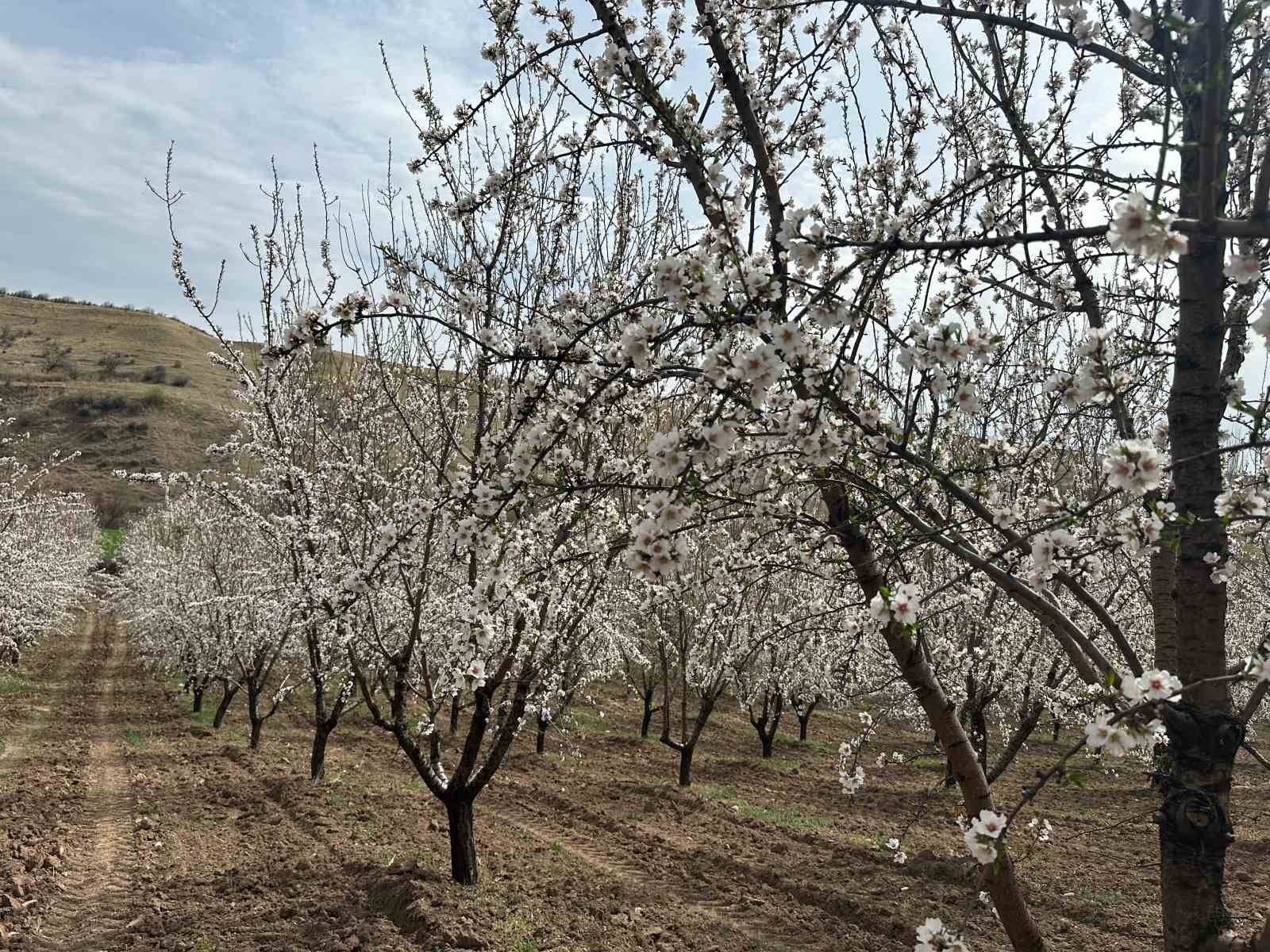 Adıyaman’da çiçek açan badem bahçeleri beyaza büründü