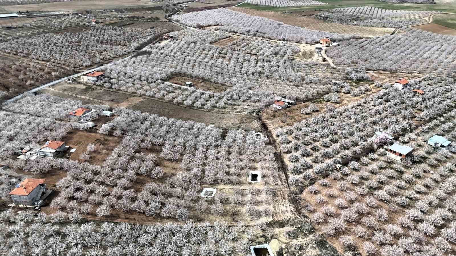 Malatya&rsquo;da kayısı &uuml;reticileri zirai don tehlikesiyle karşı karşıya
