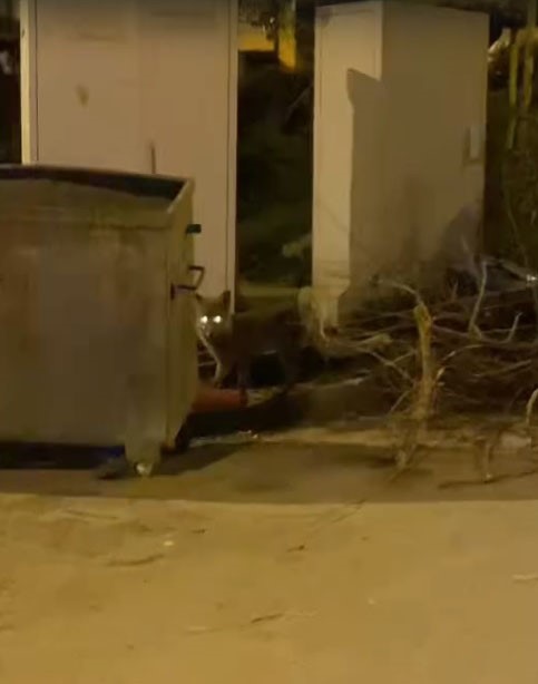 Aç kalan tilki şehir merkezine indi