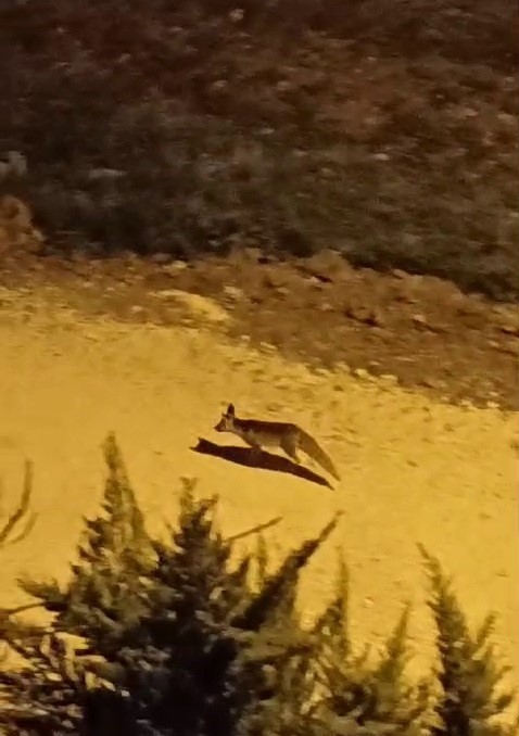 Tilkiler şehir merkezine indi