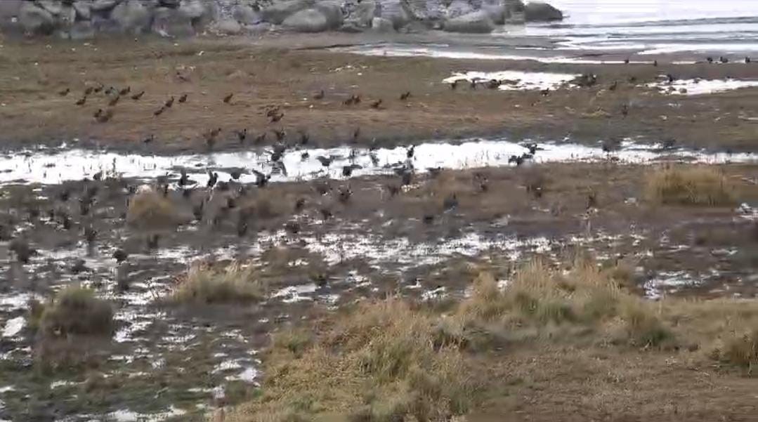 Van Gölü tehlike altında: İklim krizi ve kuraklık su kaybını artırıyor