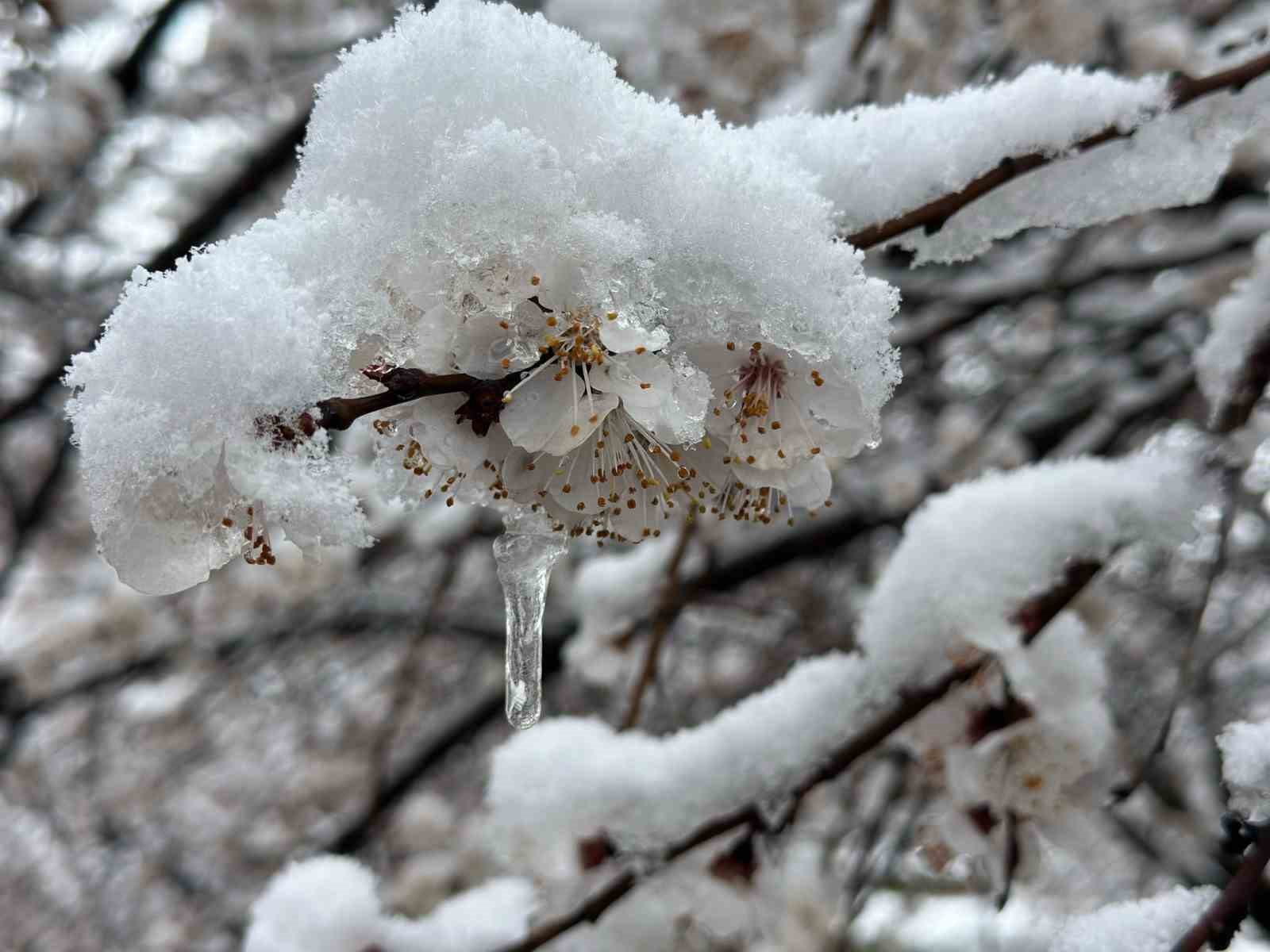 Malatya’da kayısı bahçeleri don tehlikesiyle karşı karşıya