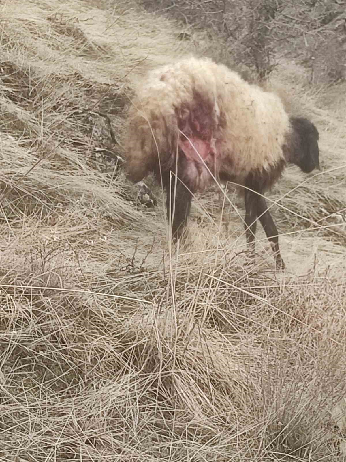 Keban’da çakalın saldırdığı sürüdeki onlarca koyun telef oldu, birçoğu yaralandı