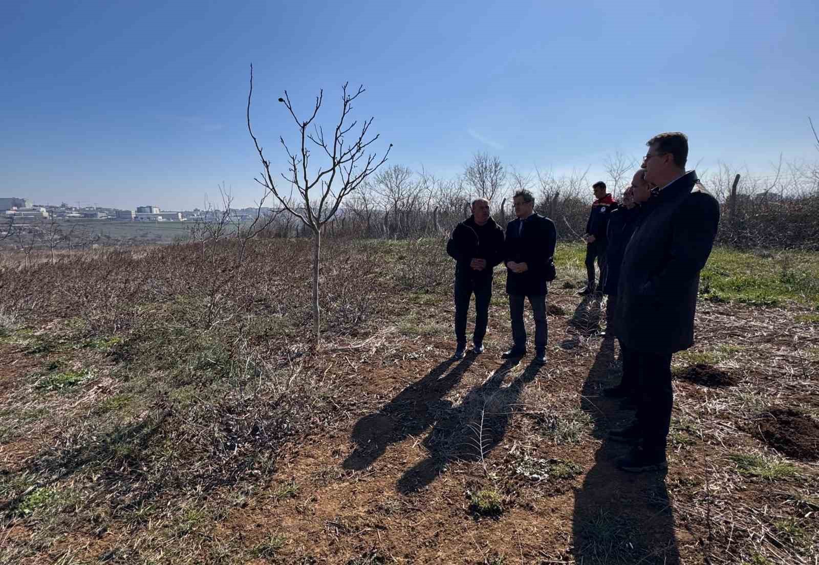 Tekirdağ’da ceviz üretimine yakın takip: İl Müdürü incelemelerde bulundu
