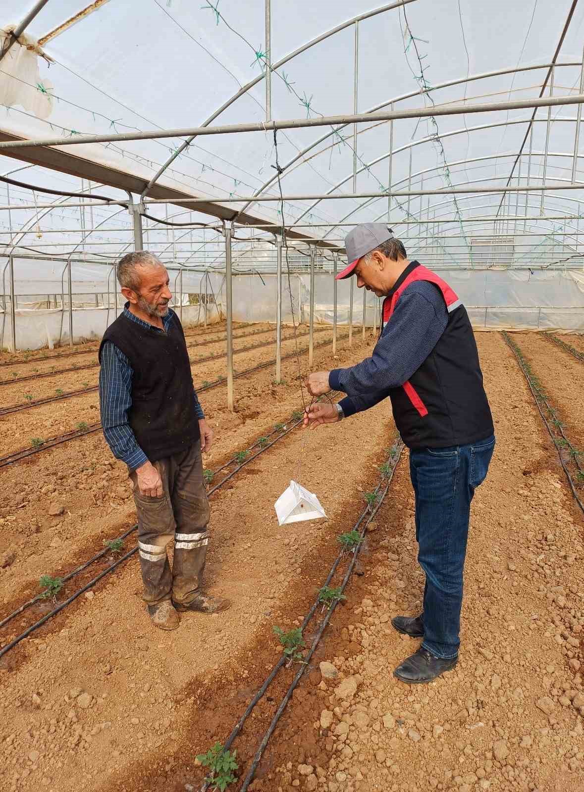 Eskişehir&rsquo;de domates seralarında zararlı takibi başladı
