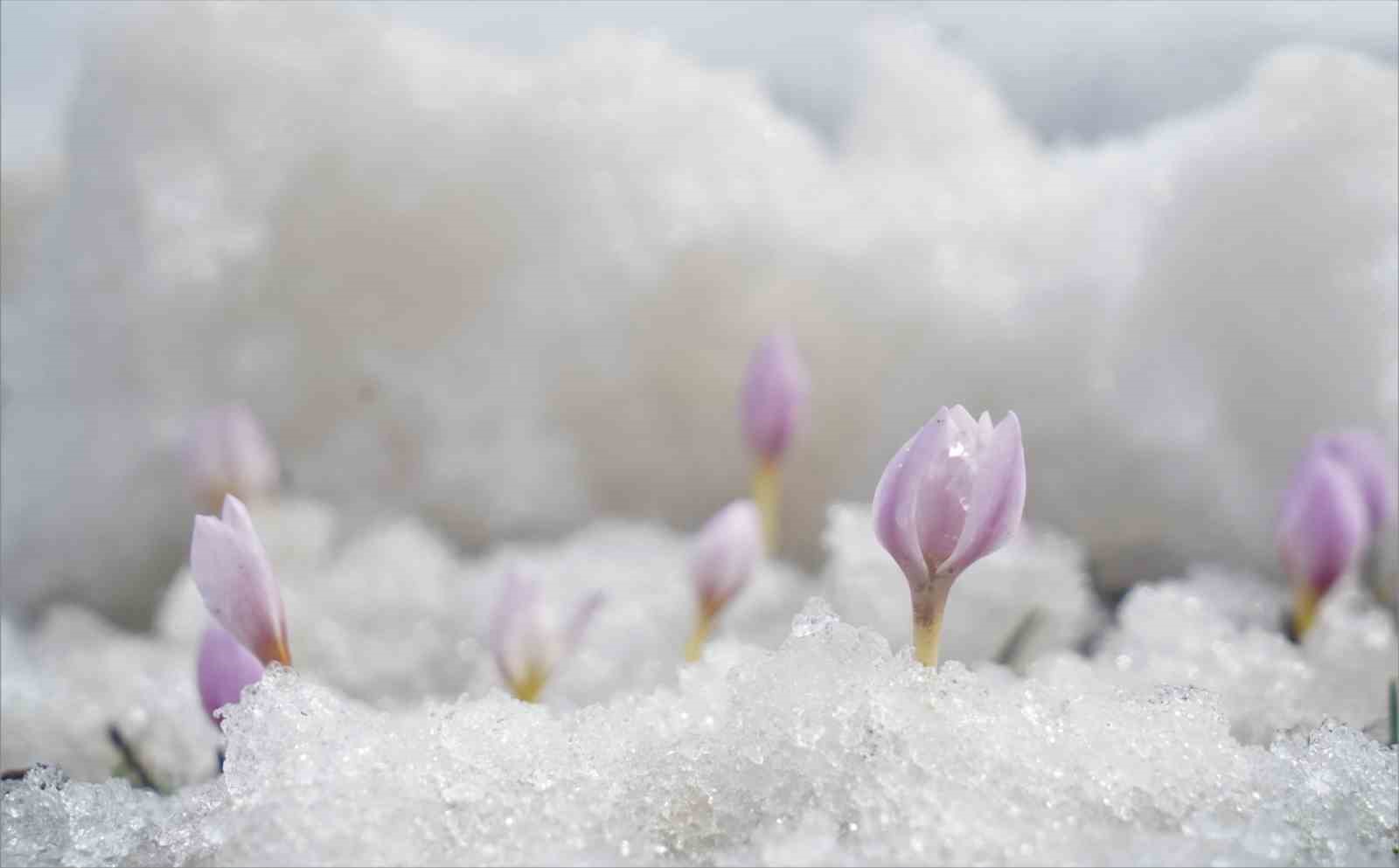 Muş Ovası’nda baharın müjdeleyicisi çiçekler açtı