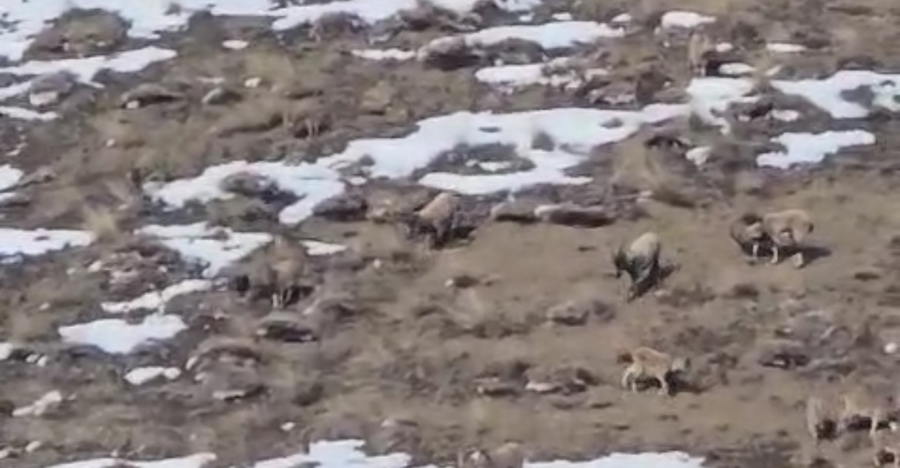 Y&uuml;ksekova-Van Arası Dağ Ke&ccedil;ileri
