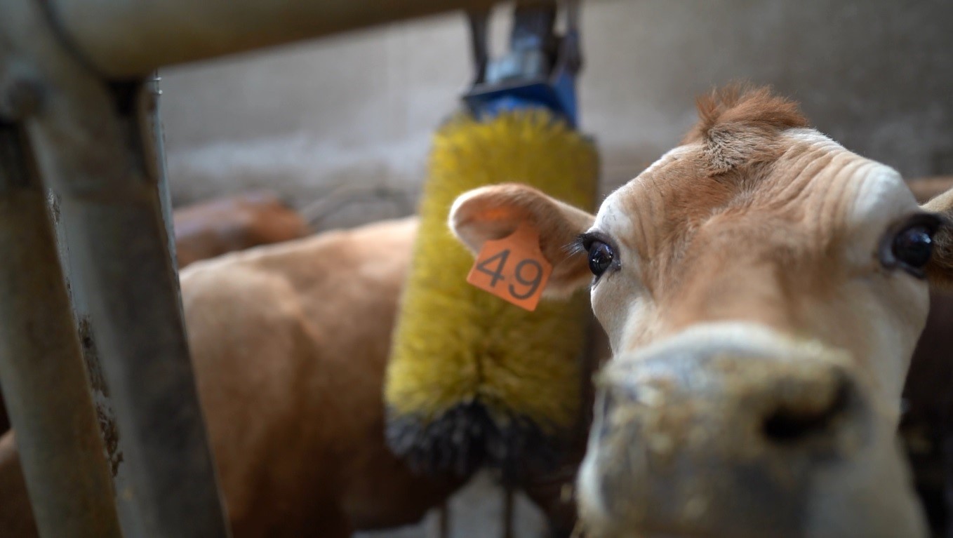 Türkiye’de ilk kez Trabzon’da yapıldı: Jersey sperması ile hayvancılık canlanacak