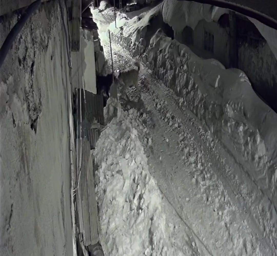 Aç kurt köye indi, köpeğe saldırdı