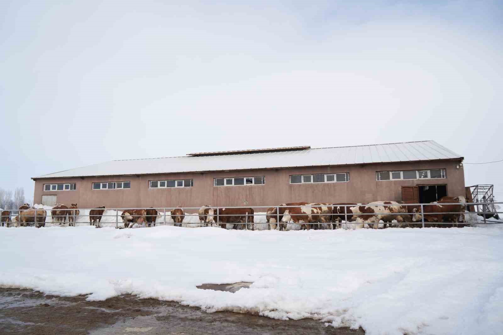 130 büyükbaş hayvan ile günlük 1 ton süt üretiliyor