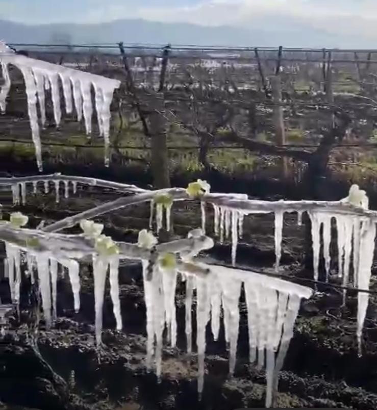 Manisa&rsquo;da &uuml;z&uuml;m bağlarını don vurdu
