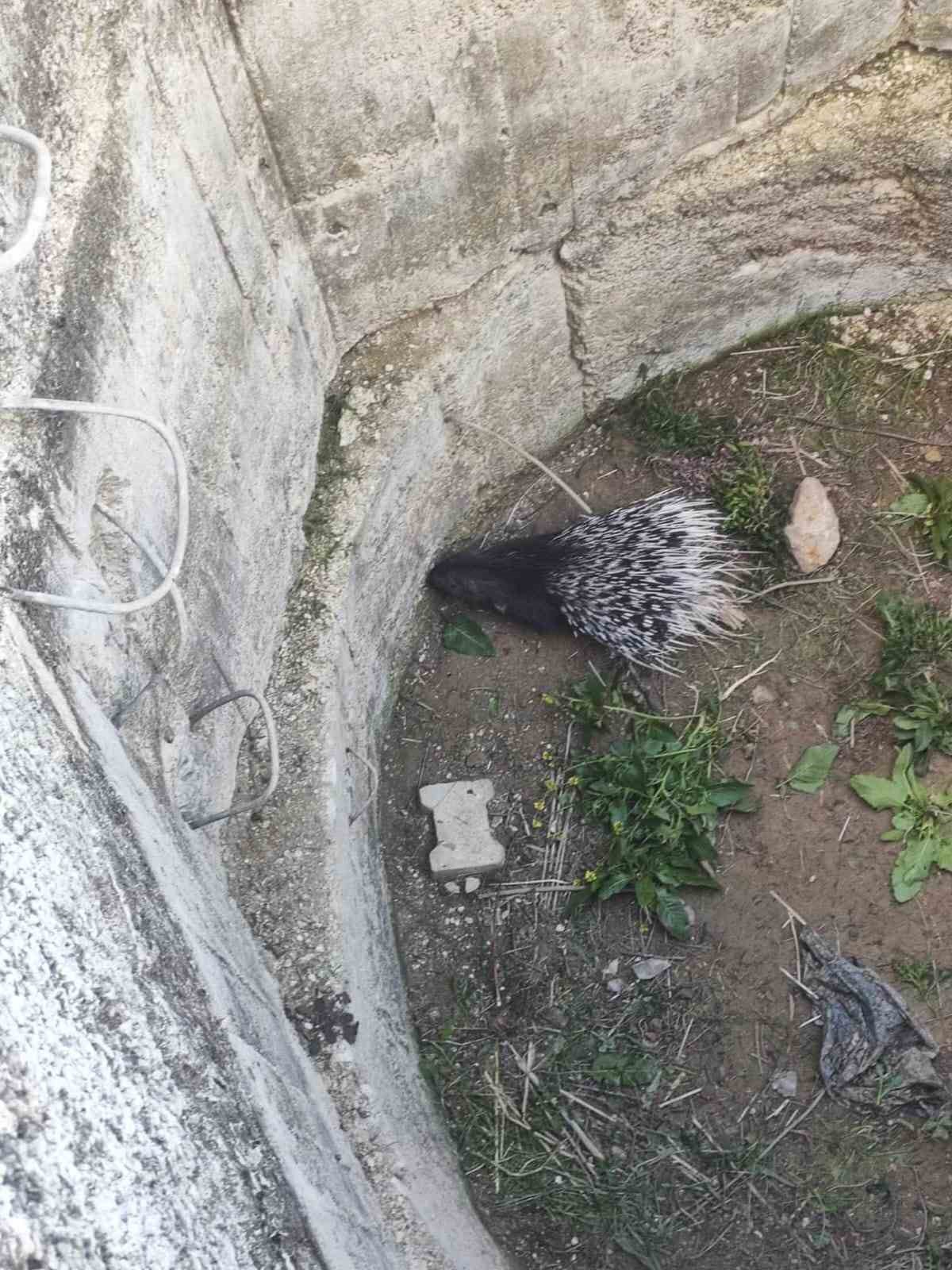 Su kuyusuna d&uuml;şen oklu kirpiyi itfaiye kurtardı
