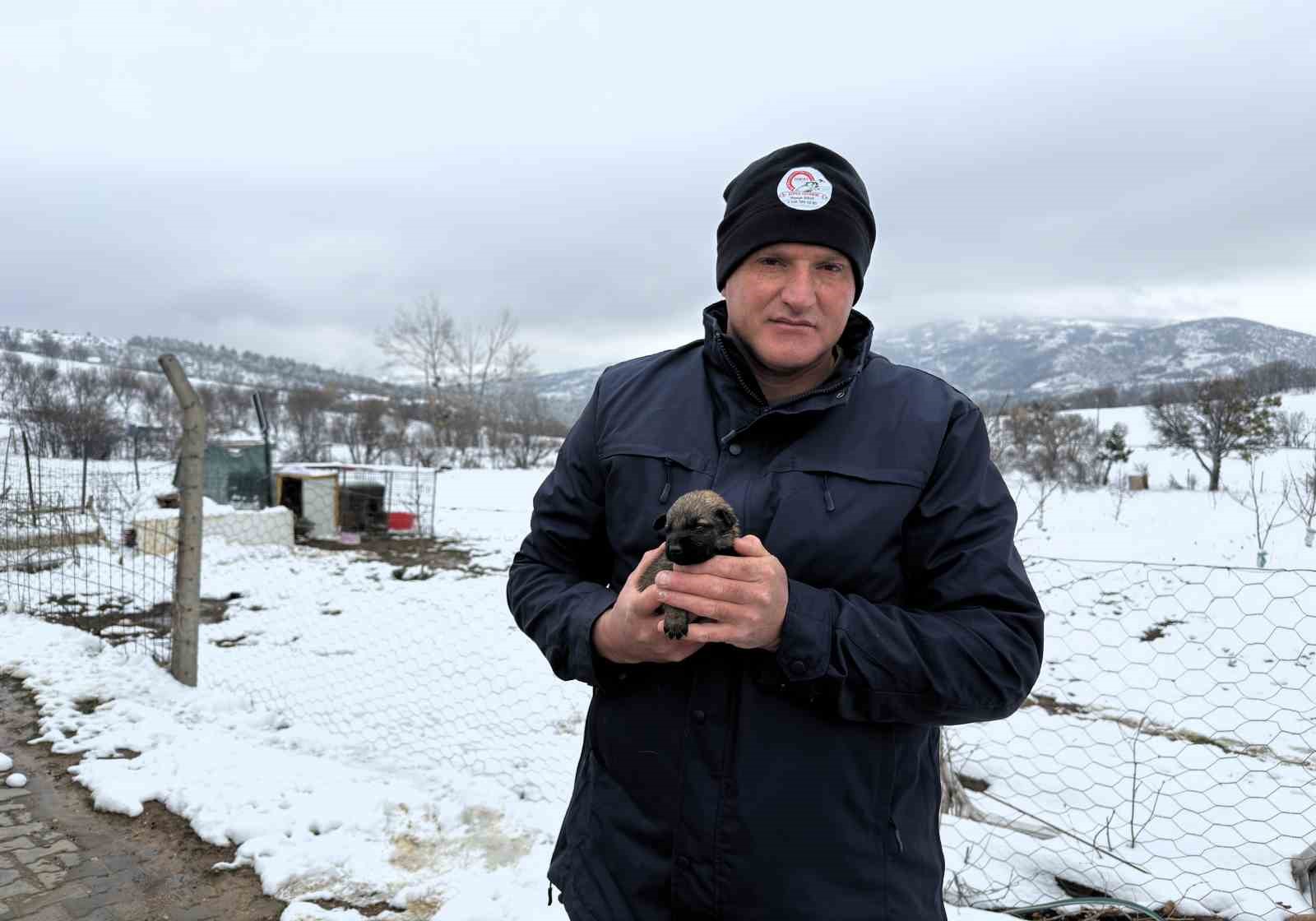 Anneleri ölen yavru kurt köpeklerine Kangal köpeği annelik etti