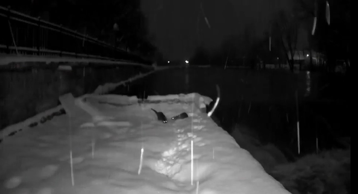 Bayburt’ta nesli tükenmekte olan su samurları görüldü