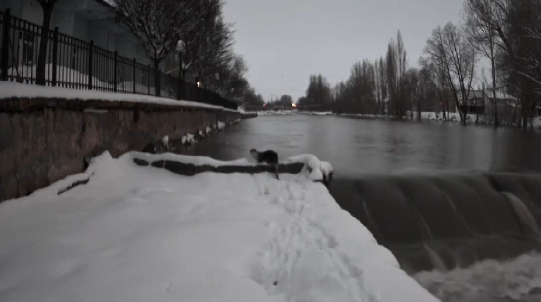 Bayburt&rsquo;ta nesli t&uuml;kenmekte olan su samurları g&ouml;r&uuml;ld&uuml;
