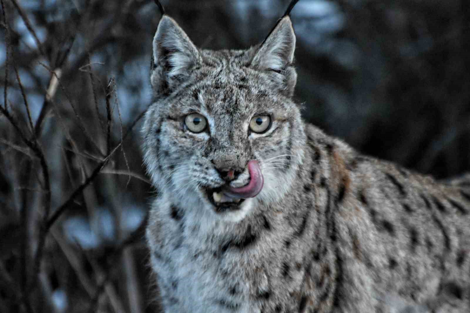 Doğa fotoğrafçısı, koruma altındaki vaşağı yakından görüntüledi