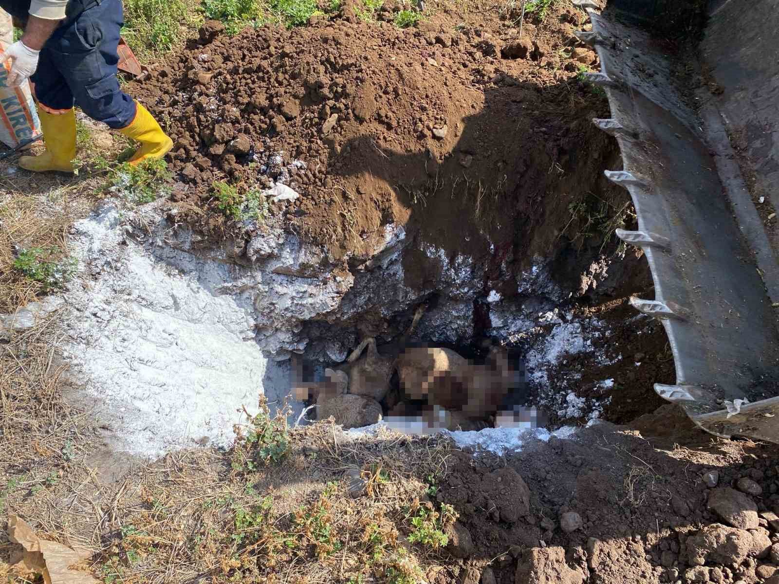 Koyunları telef eden sokak köpekleri ahırda uyuyakaldı
