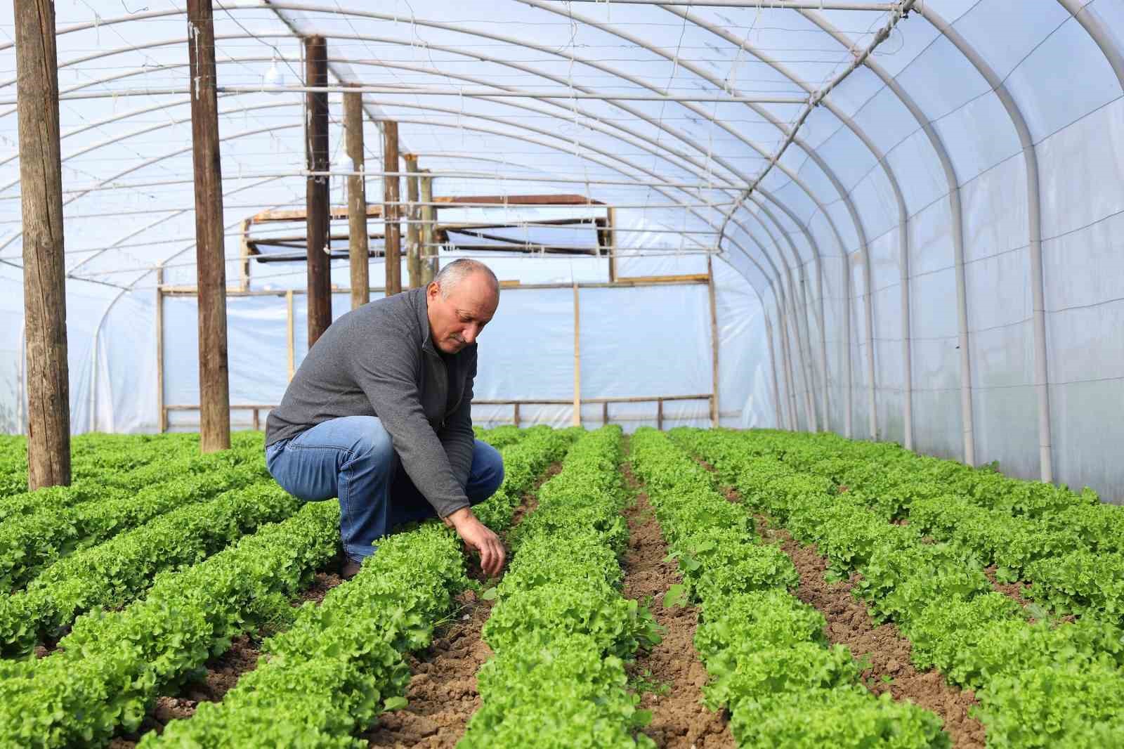 Ordu’da Büyükşehir yetiştiriyor, üreticiler kazanıyor