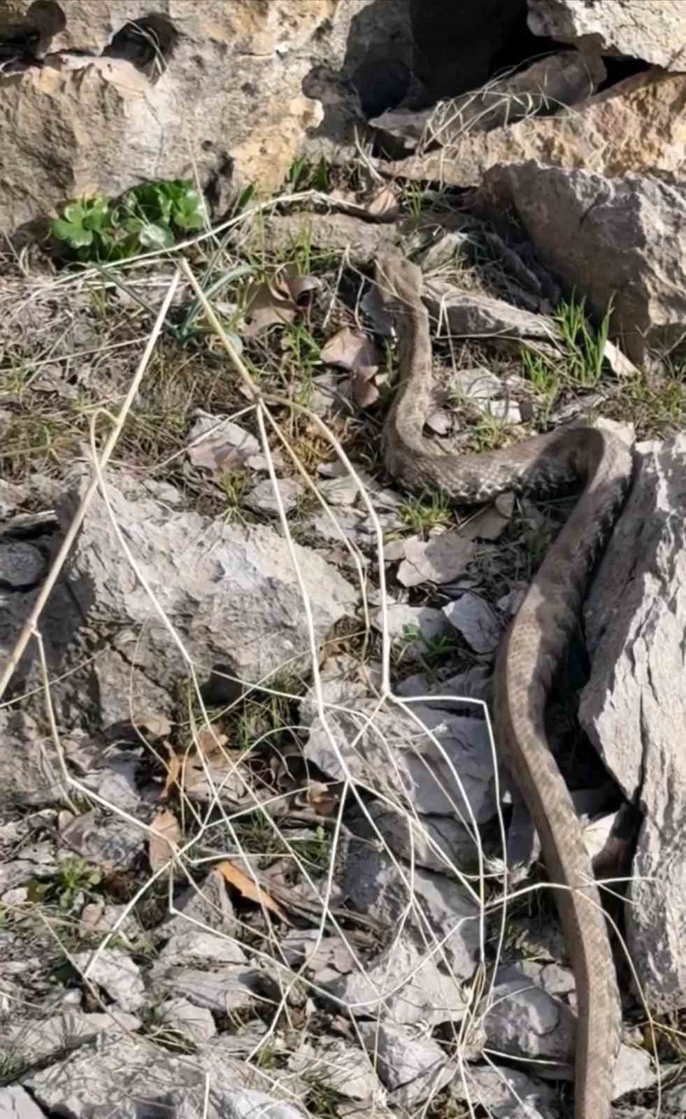 Şemdinli’de engerek yılanı görüntülendi