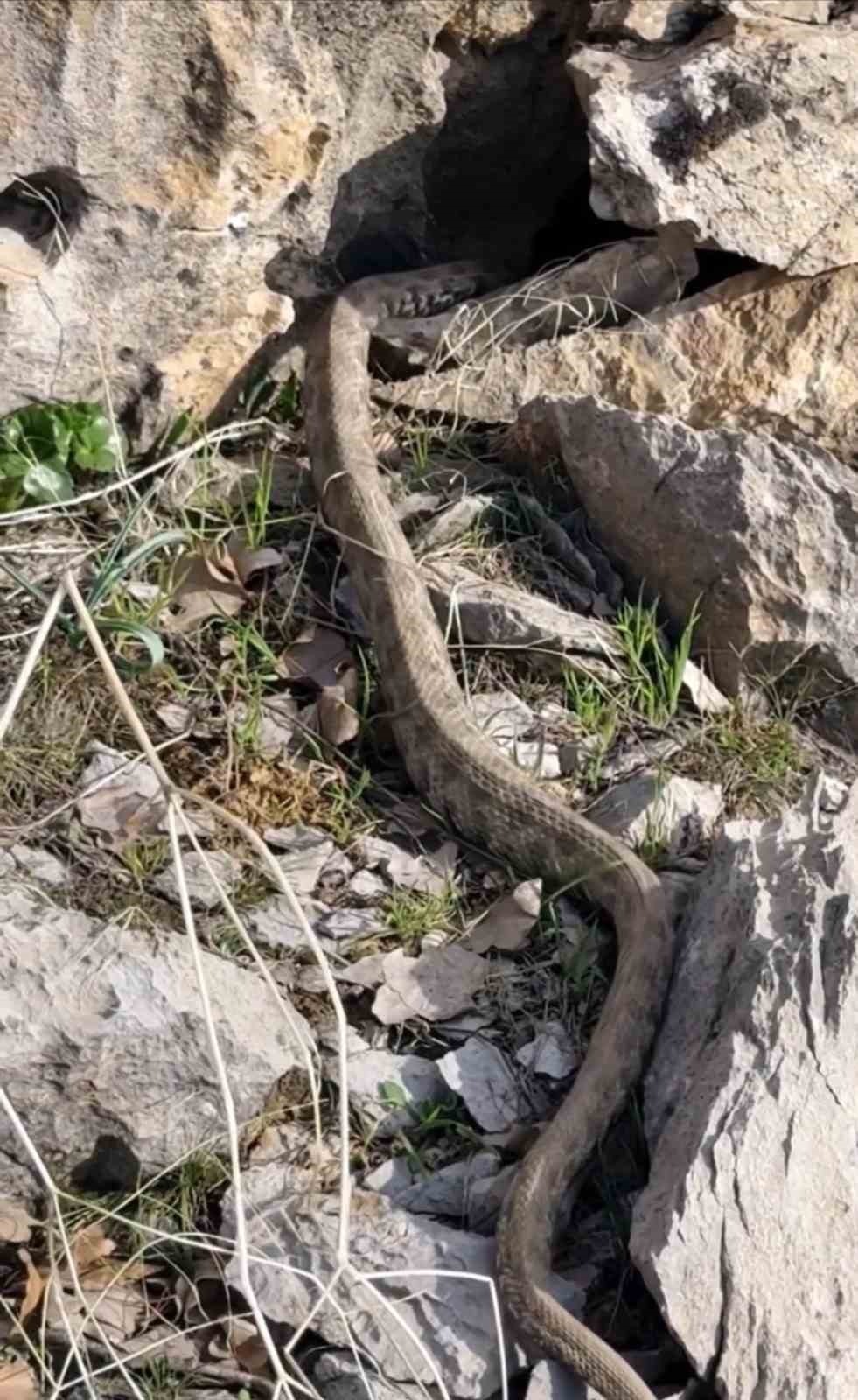 Şemdinli&rsquo;de engerek yılanı g&ouml;r&uuml;nt&uuml;lendi
