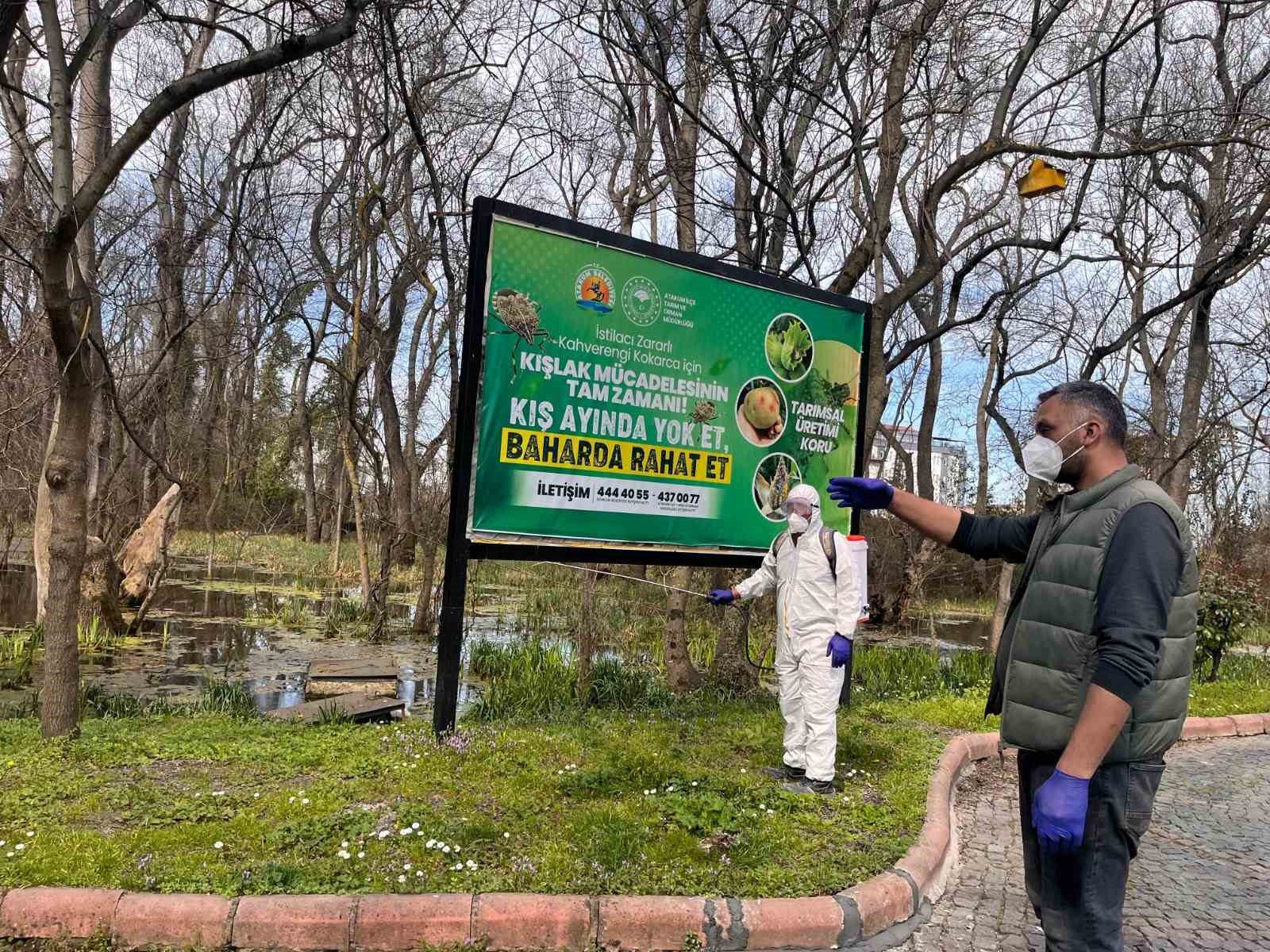 Atakum&rsquo;da kahverengi kokarca ile m&uuml;cadele &ccedil;alışması
