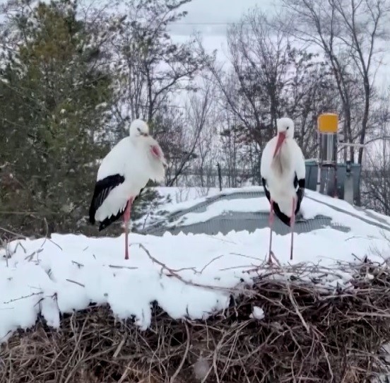 Erzincan’ın göç etmeyen leylekleri kara yakalandı