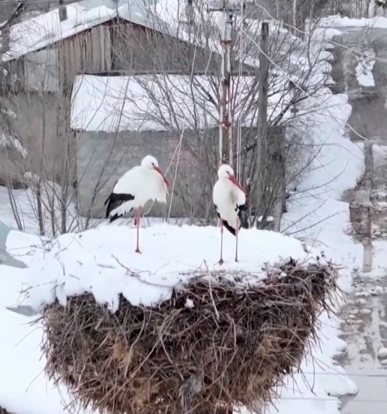 Erzincan&rsquo;ın g&ouml;&ccedil; etmeyen leylekleri kara yakalandı

