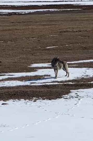 Karlı arazide tek başına ilerleyen kurt böyle görüntülendi