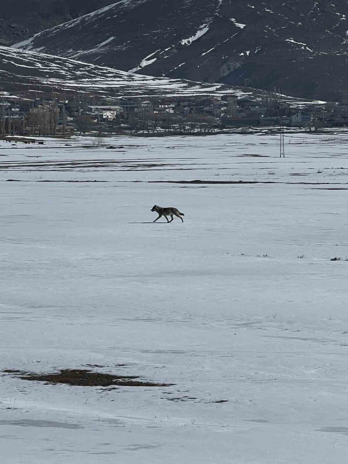 Karlı arazide tek başına ilerleyen kurt b&ouml;yle g&ouml;r&uuml;nt&uuml;lendi
