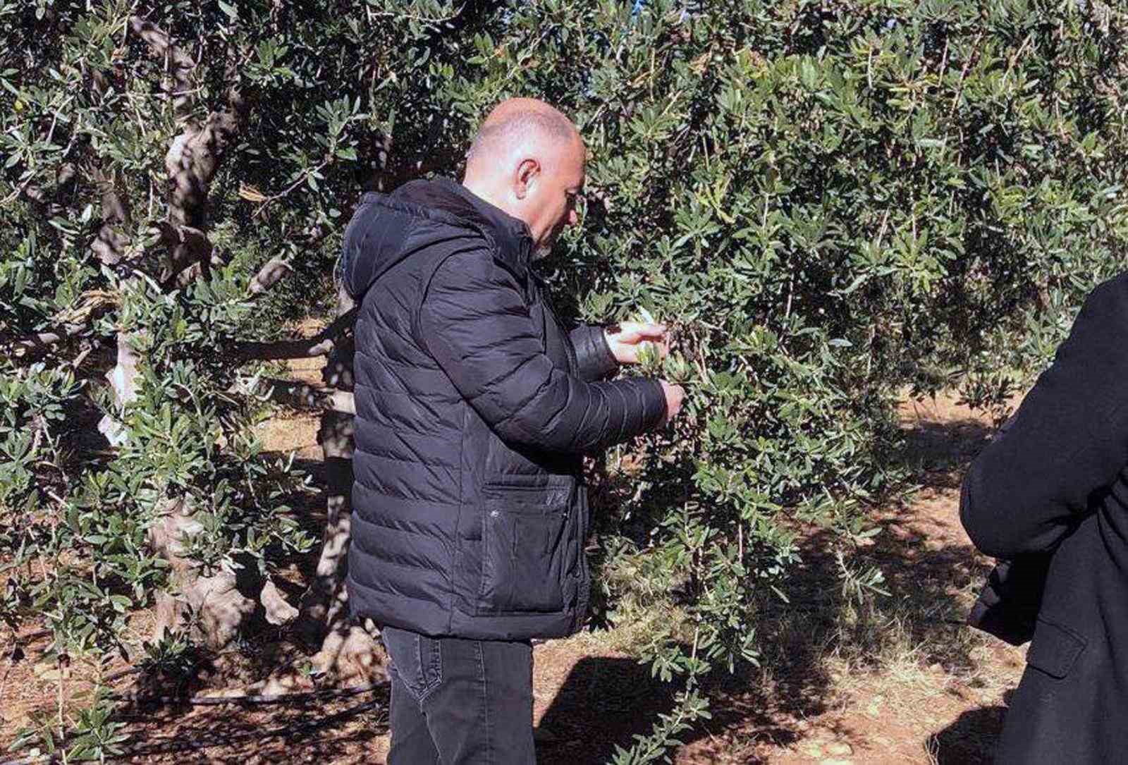 Derik’te zeytin dalı kanseri ile mücadele için eğitim ve ilaç desteği başlatıldı