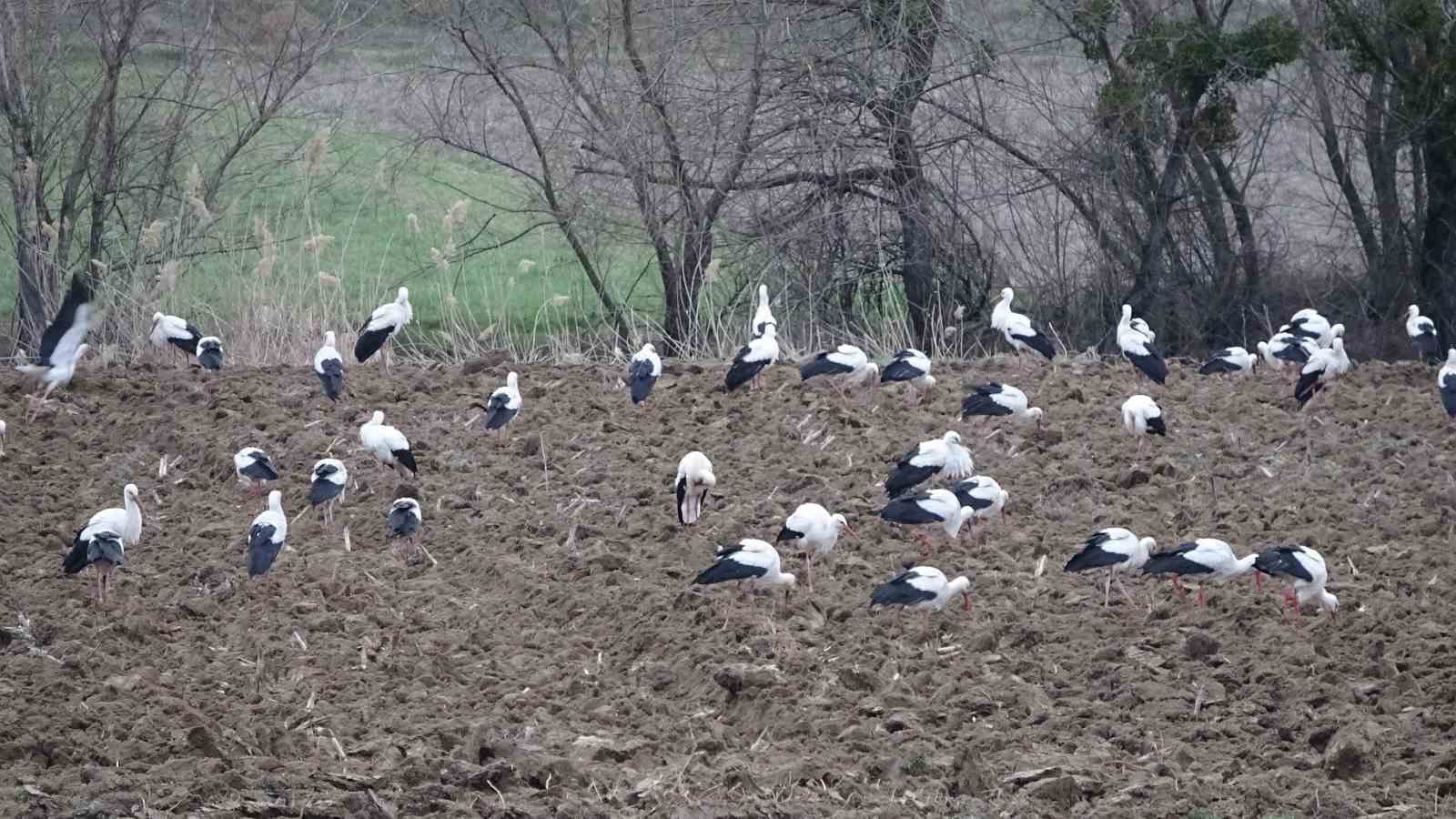 Baharın m&uuml;jdecisi leylekler Tavşanlı&rsquo;da g&ouml;r&uuml;ld&uuml;
