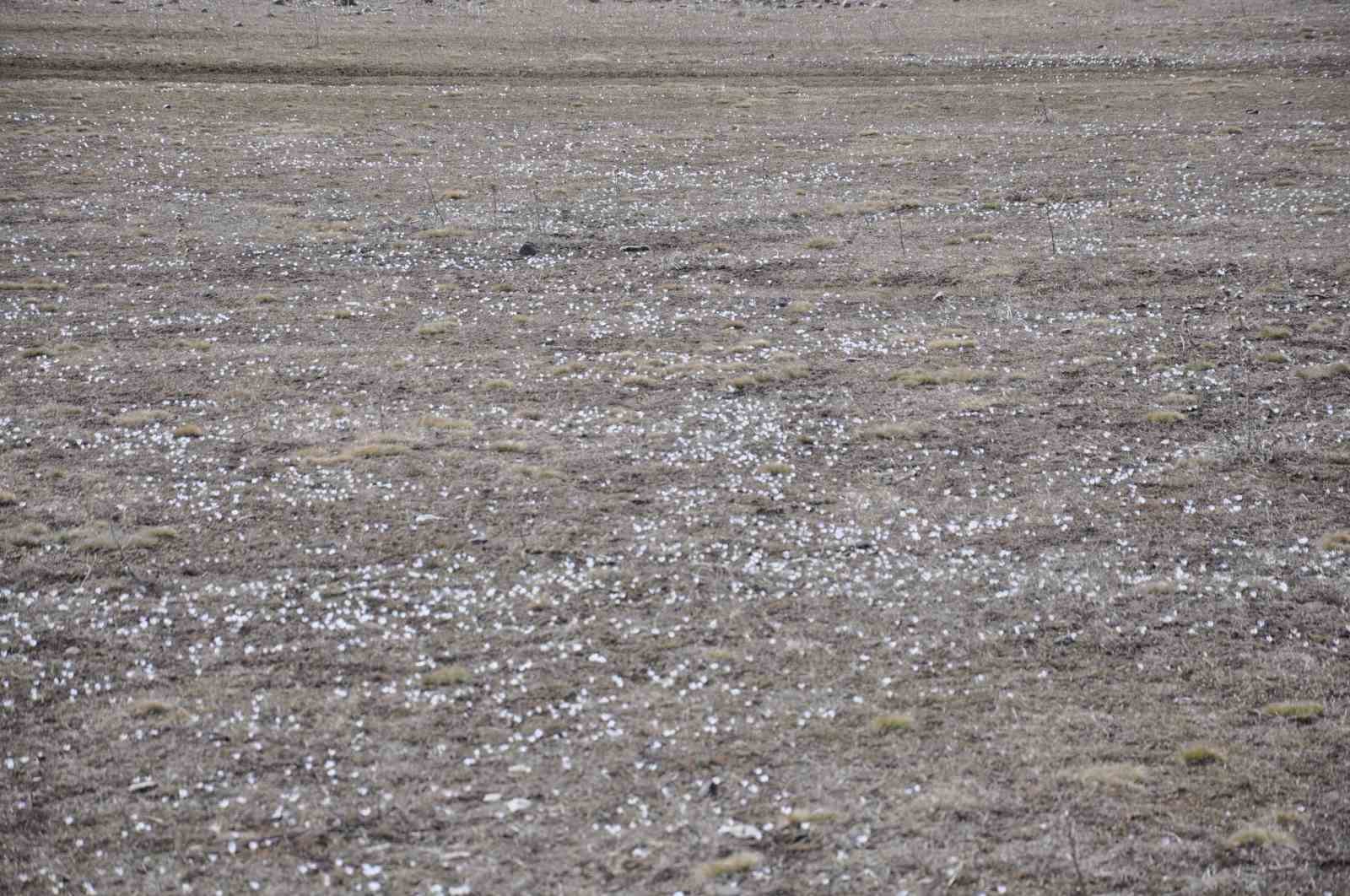 Kars&rsquo;ta baharın habercisi kardelenler &ccedil;i&ccedil;ek a&ccedil;tı
