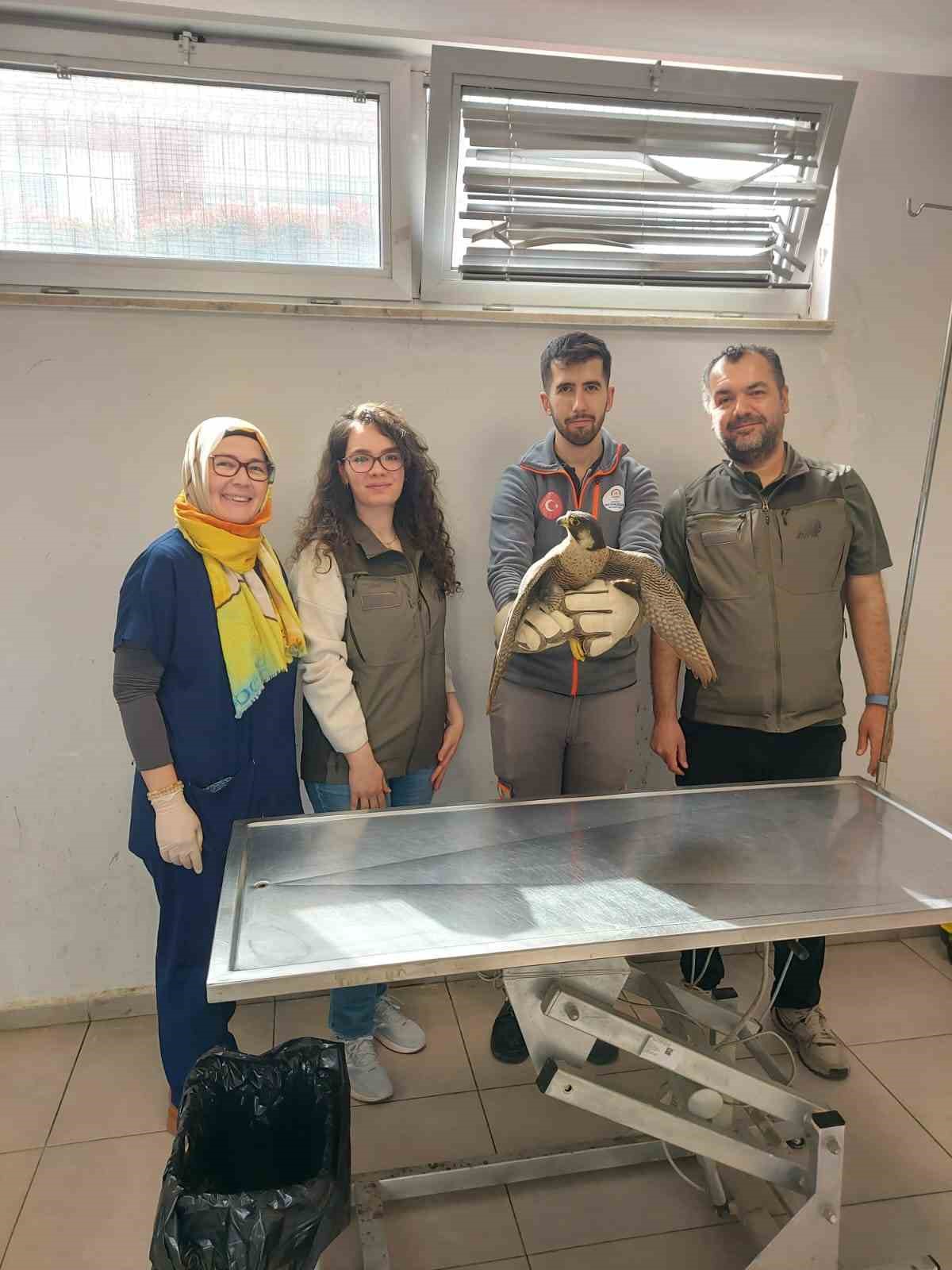 Yaralı akdoğan hayata döndürüldü