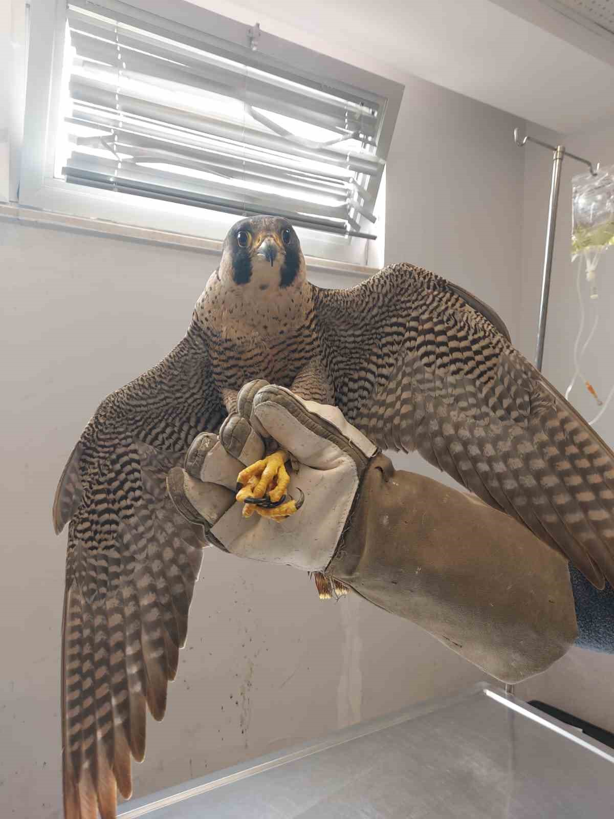 Yaralı akdoğan hayata d&ouml;nd&uuml;r&uuml;ld&uuml;
