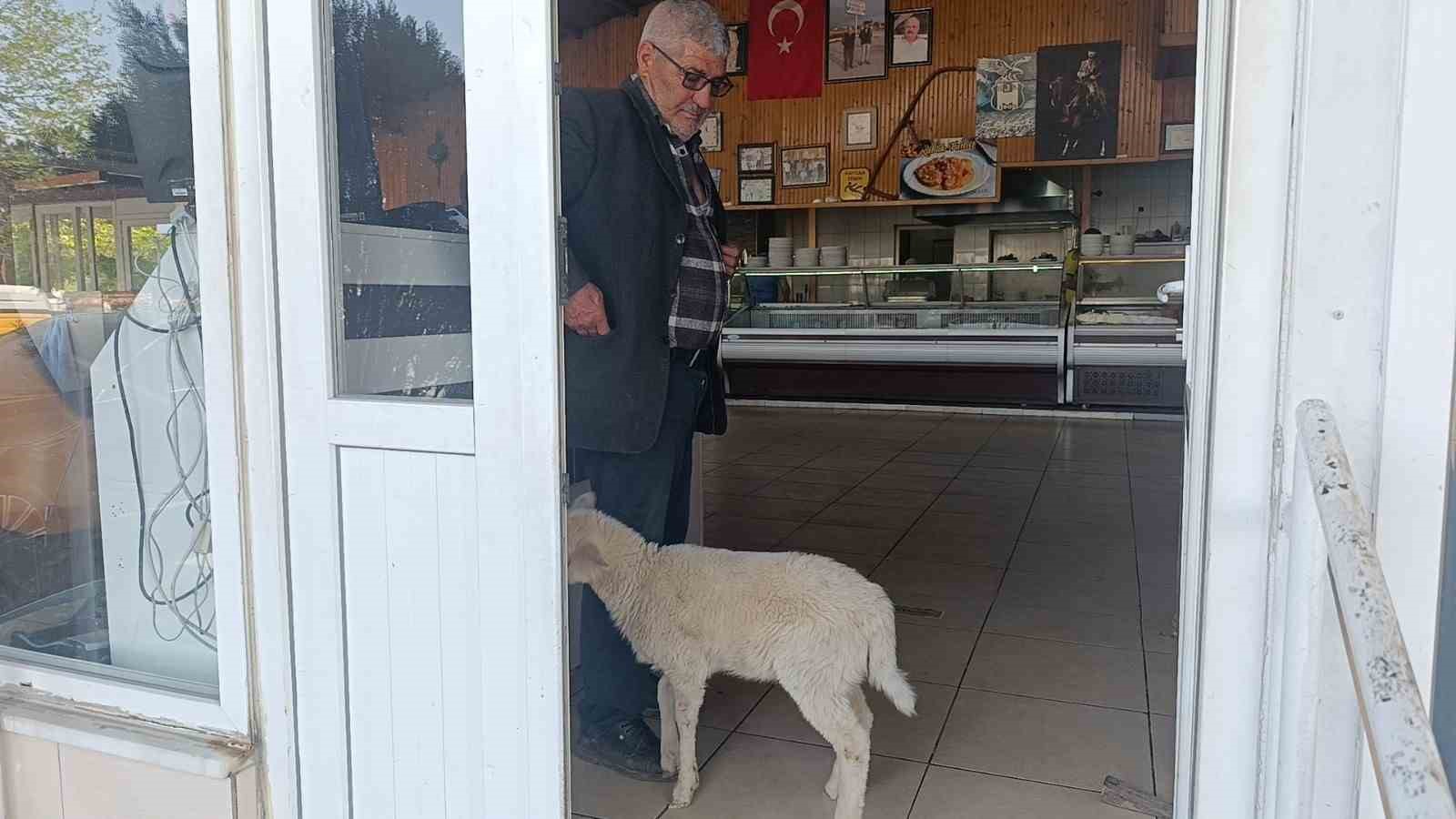 Annesinin s&uuml;t&uuml; yetmeyince biberonla beslenen yavru kuzu sahibinin peşinden ayrılmıyor
