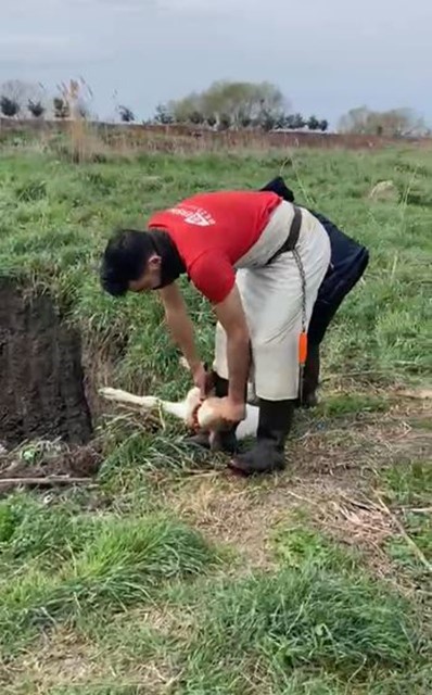 Lüleburgaz’da kaçak yolla getirilen 12 buzağı itlaf edildi